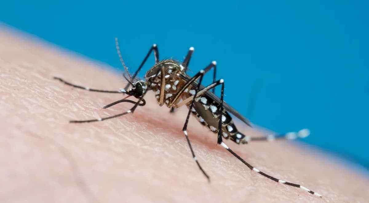 Mosquito da dengue na pele de uma pessoa.
